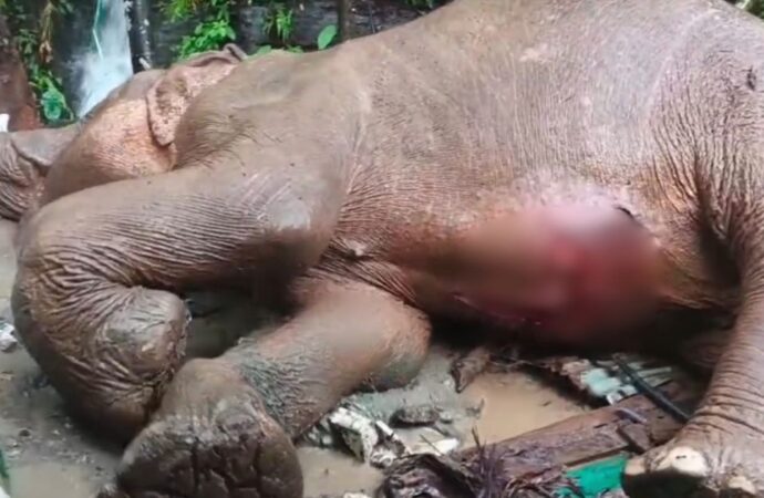 মারা গেল টেকনাফে পাহাড় থেকে পড়ে আহত বন্য হাতিটি