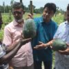 জলবায়ু অভিযোজনে কুড়িগ্রামে জনপ্রিয় হচ্ছে বারোমাসি তরমুজ চাষ