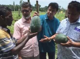 জলবায়ু অভিযোজনে কুড়িগ্রামে জনপ্রিয় হচ্ছে বারোমাসি তরমুজ চাষ