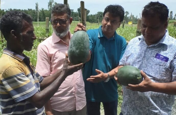 জলবায়ু অভিযোজনে কুড়িগ্রামে জনপ্রিয় হচ্ছে বারোমাসি তরমুজ চাষ
