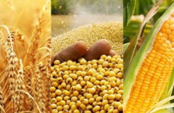 বিশ্ববাজারে গমের দাম ৪ শতাংশ বৃদ্ধি, কমেছে ভুট্টা ও সয়াবিনের দাম