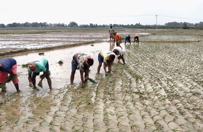বরেন্দ্রে আমন চাষে সেচের চাপ, বাড়তি খরচে দুশ্চিন্তায় কৃষক