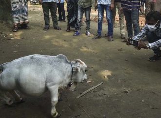 বিদেশি গণমাধ্যমে ‘রাণী’র খবর: লকডাউনেও দেখতে ভিড়