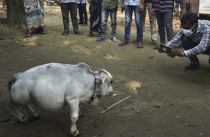 বিদেশি গণমাধ্যমে ‘রাণী’র খবর: লকডাউনেও দেখতে ভিড়