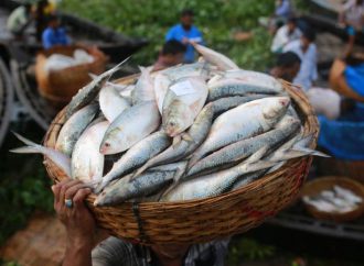 ৪ অক্টোবর থেকে ২২ দিন ইলিশ ধরা নিষিদ্ধ