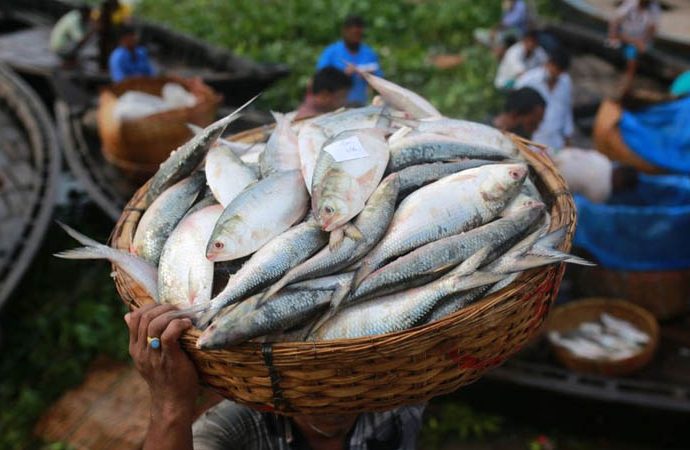 ৪ অক্টোবর থেকে ২২ দিন ইলিশ ধরা নিষিদ্ধ