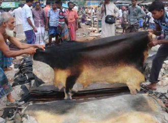 দাম না পেয়ে ক্ষতির মুখে নাটোরের চামড়া ব্যবসায়ীরা