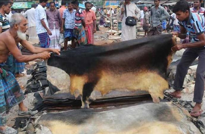 দাম না পেয়ে ক্ষতির মুখে নাটোরের চামড়া ব্যবসায়ীরা